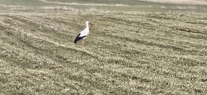 bocian biały  - Krzysztof Kajzer