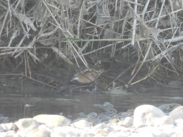 Schiribilla  - Enrico Carta