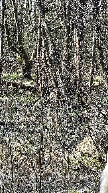 dzięcioł czarny  - Anna Kamilewicz-Wicik