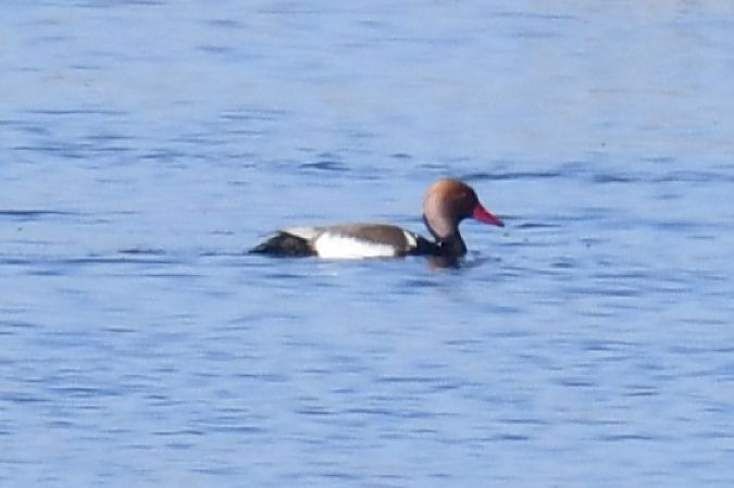 Kolbenente  - Paweł Zaniecki