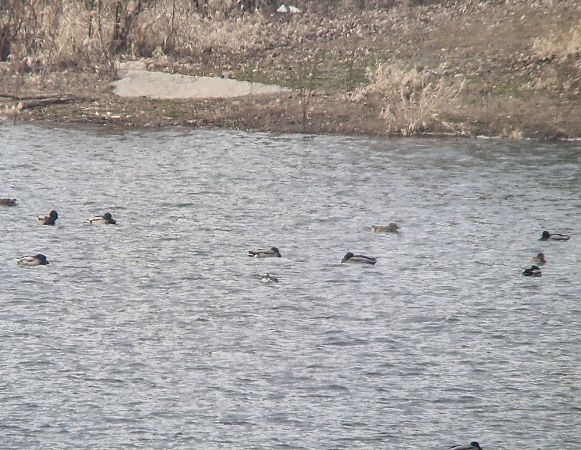 cyranka  - Tomasz Zarzycki