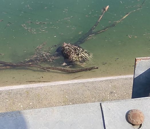 Istrice  - Lorenza Venturini