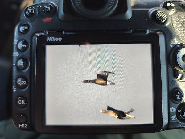 bernikla obrożna  - Mikołaj Rowicki