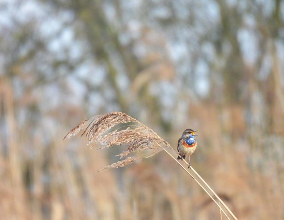 podróżniczek  - Natalia Gorczowska