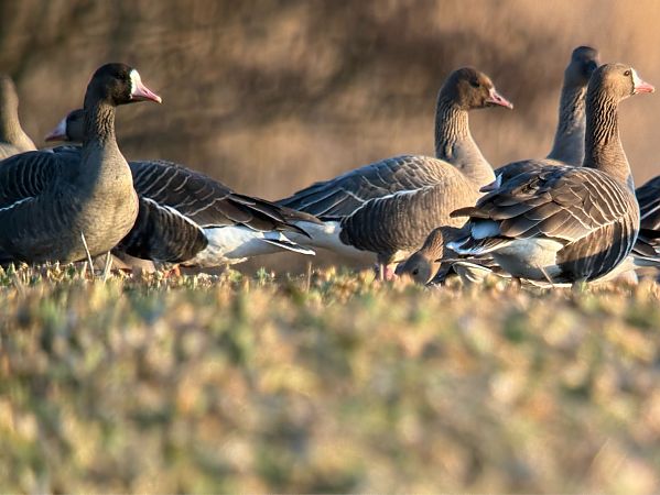 gęś krótkodzioba  - Artur Andrzejewski