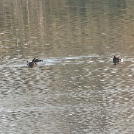 Fuligule nyroca  - Chris Zlatar