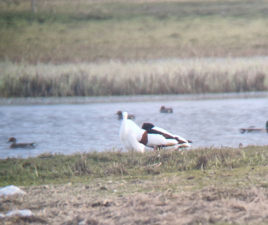 ohar  - Tomasz Zarzycki