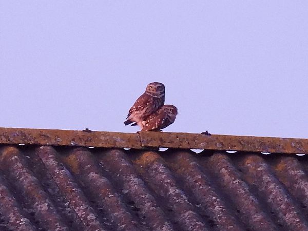 Steinkauz  - Kacper Mikulski