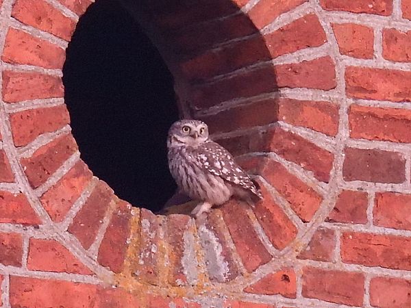 Chevêche d'Athéna  - Kacper Mikulski