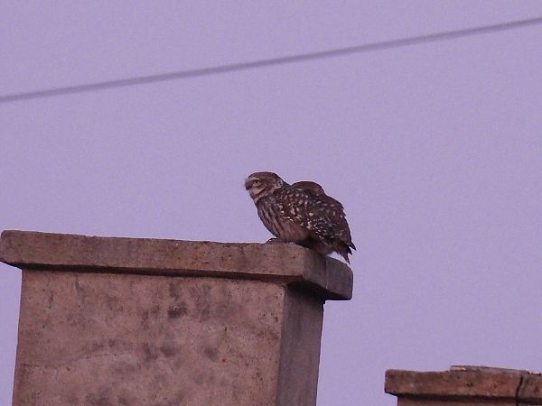 Chevêche d'Athéna  - Kacper Mikulski