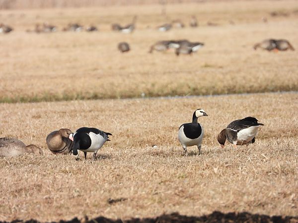 bernikla białolica  - Adrian Dudkiewicz