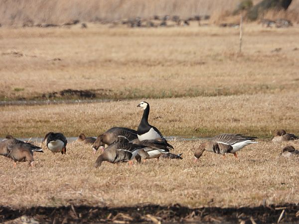 bernikla białolica  - Adrian Dudkiewicz