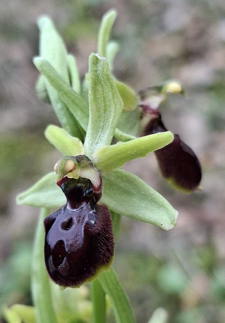 Ophrys occidentalis 