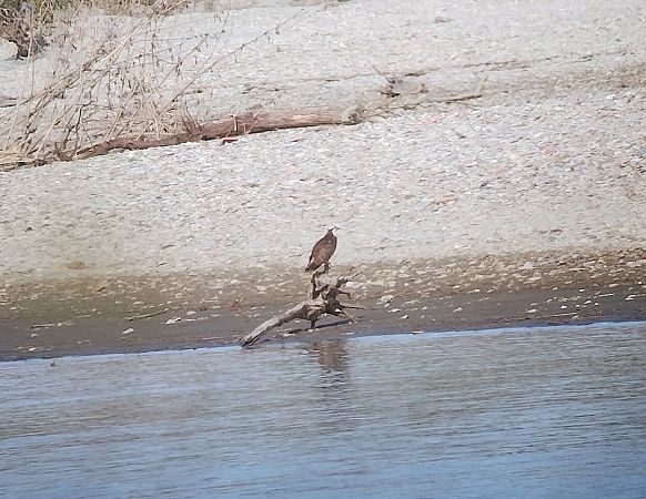 Falco pescatore  - Marco Cortemiglia