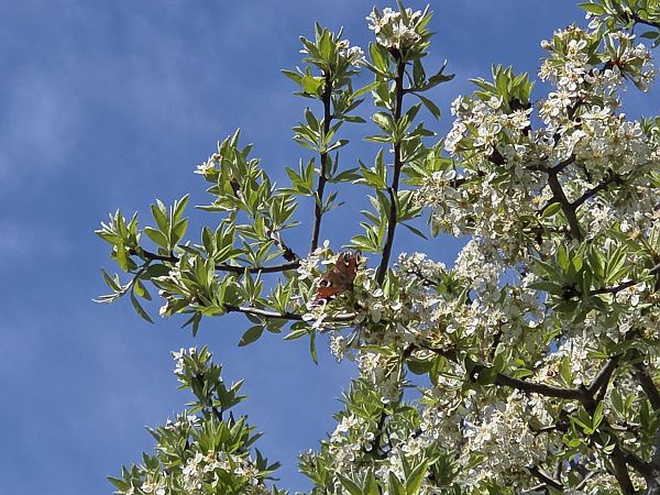 Aglais io  - Alberto Manganaro