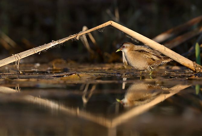 Marouette poussin  - Felix Brader