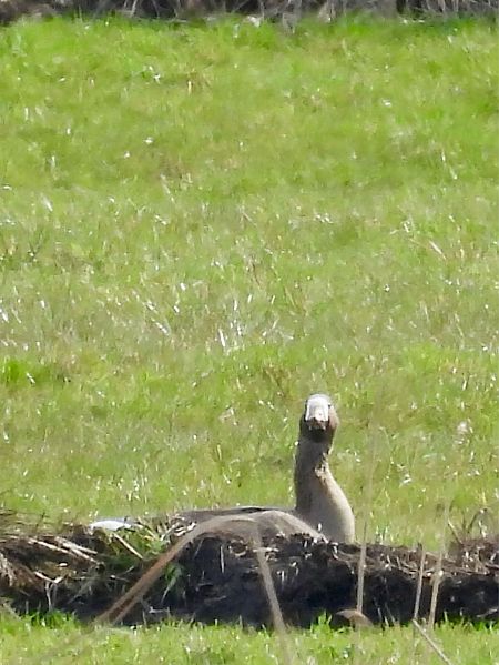 Oie rieuse  - Bernd Hagen