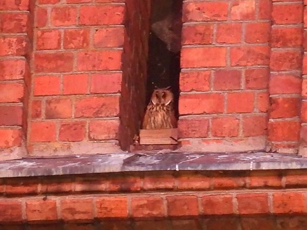 uszatka  - Kacper Mikulski