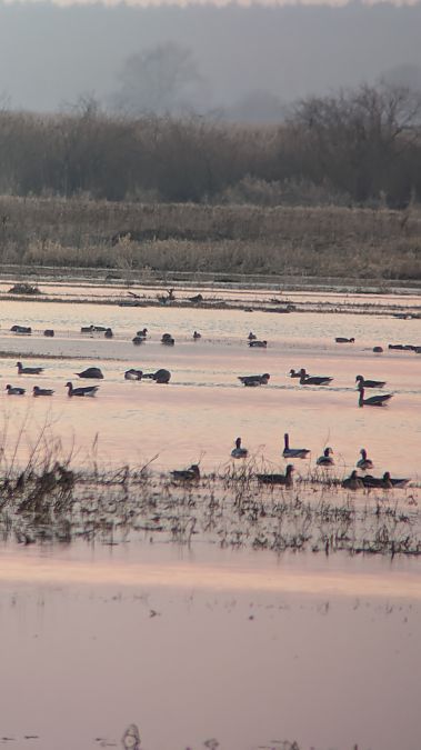 bernikla białolica  - Barbara Grzebulska