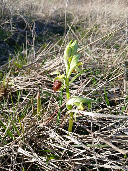 Ophrys sphegodes  - Alain Falvard