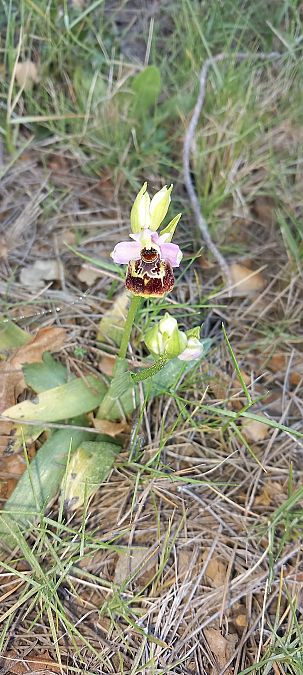 Ophrys linearis  - Gerard Chassan
