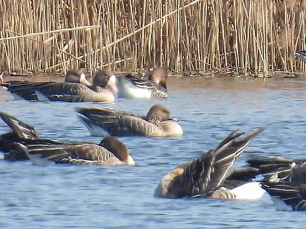 gęś krótkodzioba  - Kacper Mikulski