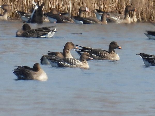 Kurzschnabelgans  - Kacper Mikulski