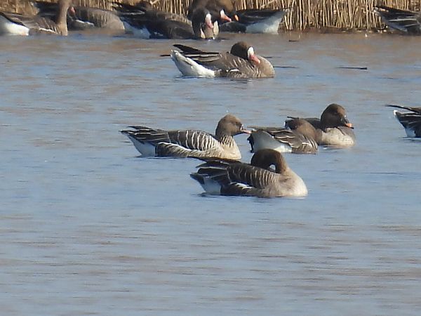 Kurzschnabelgans  - Kacper Mikulski