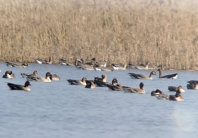 Kurzschnabelgans  - Kacper Mikulski