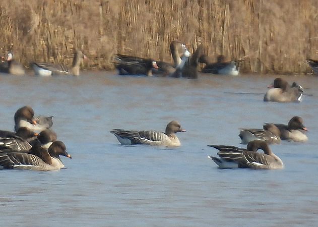 Kurzschnabelgans  - Kacper Mikulski