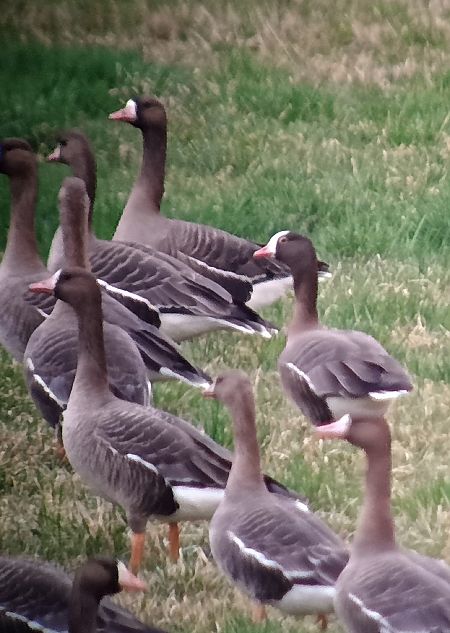 gęś mała  - Michał Polakowski