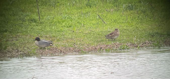 Alzavola  - Davide Aldi