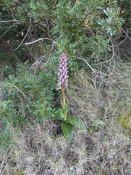 Himantoglossum robertianum  - Pep Sole