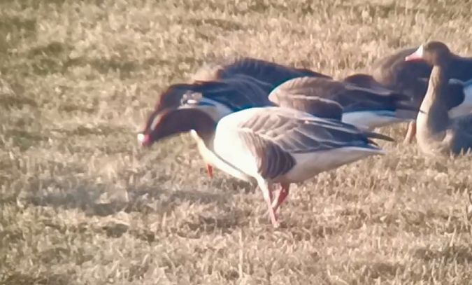 gęś krótkodzioba  - Michał Polakowski