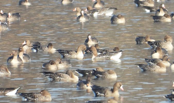 Kurzschnabelgans  - Krzysztof Kajzer