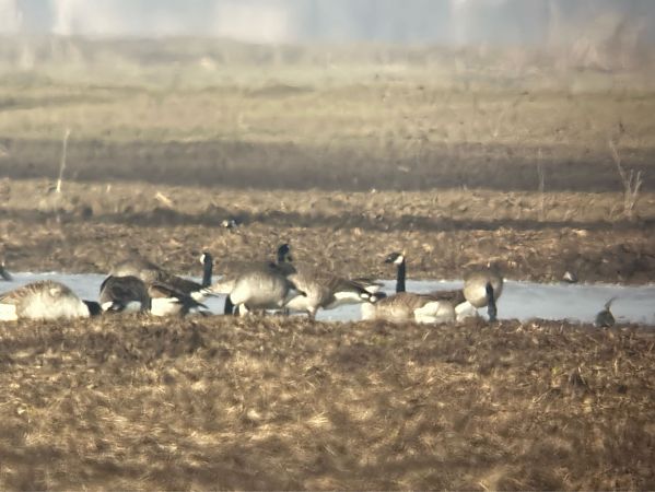 bernikla kanadyjska  - Artur Andrzejewski