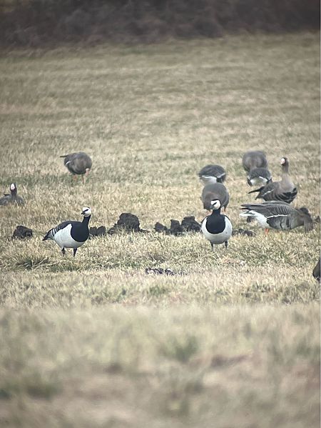 Weisswangengans  - Wojciech Januszkiewicz