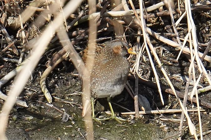 Voltolino  - Florian Gasser