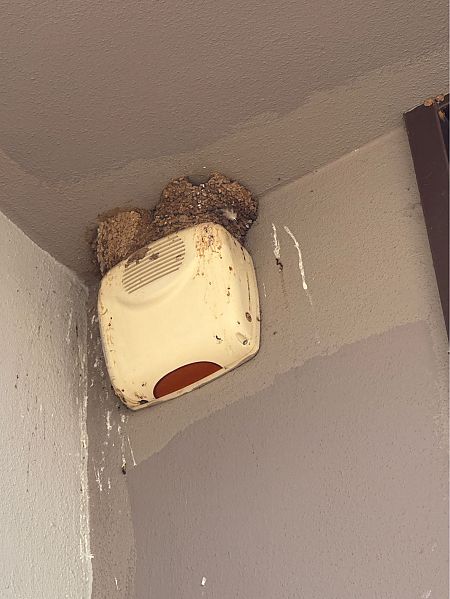 Rondine  - Antonio Mazzone