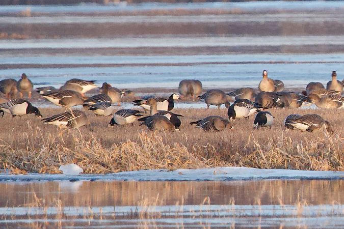 Weisswangengans  - Szymon Gonciarek