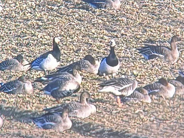 Weisswangengans  - Artur Andrzejewski