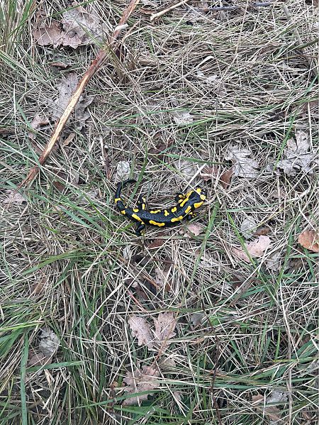 Salamandra comuna  - Oriol Marés