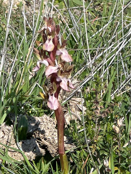 Anacamptis indet. coriophora  - Antonio Mazzone