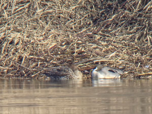 rożeniec  - Sebastian Watras