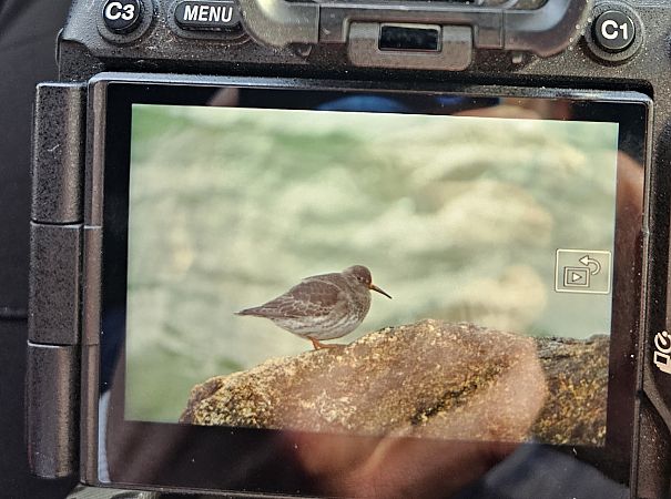 Meerstrandläufer  - Iwona Wasyk