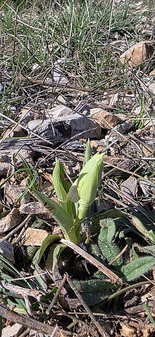 Ophrys exaltata subsp. marzuola  - Michel Robin