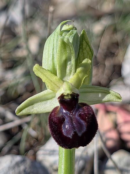Ophrys exaltata subsp. marzuola  - Michel Robin