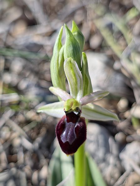 Ophrys exaltata subsp. marzuola  - Michel Robin