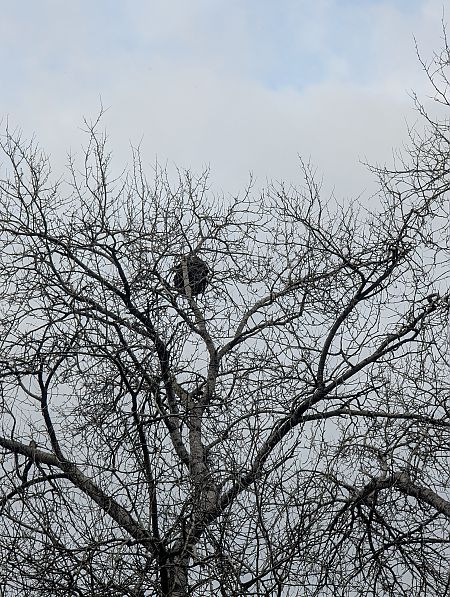 Calabrone asiatico  - Diego Castelli