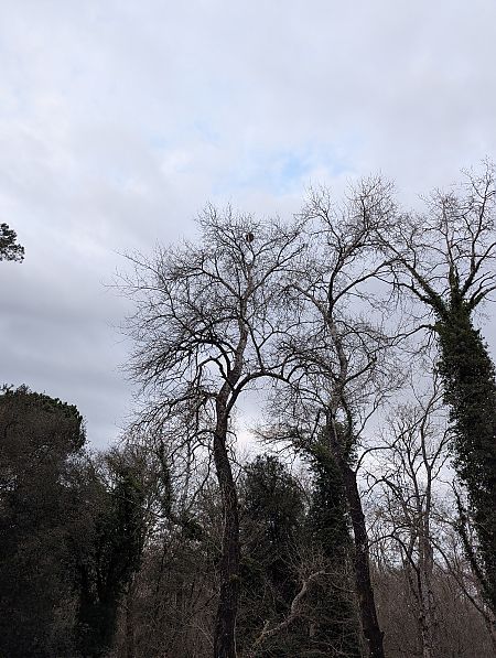 Calabrone asiatico  - Diego Castelli